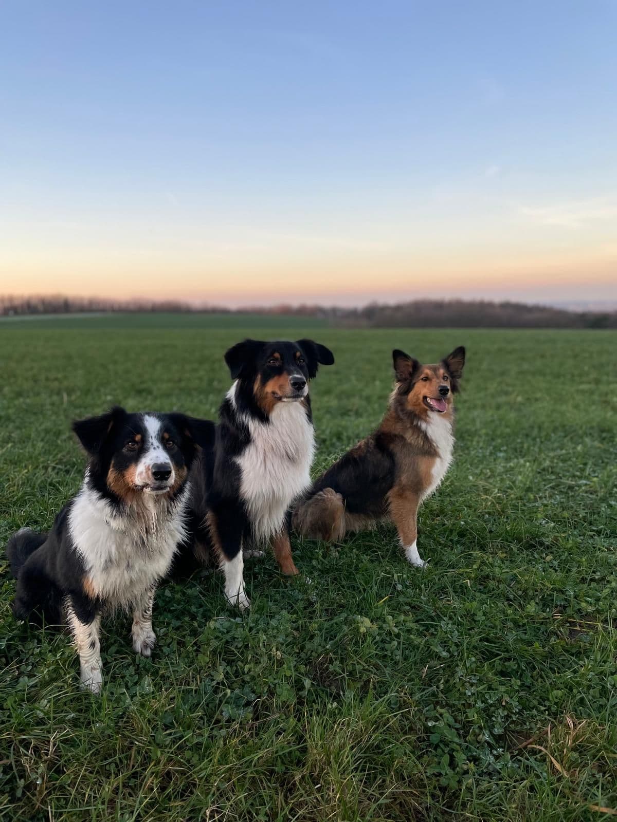 Drei Hütehunde sitzen ruhig auf einer grünen Wiese bei Sonnenuntergang