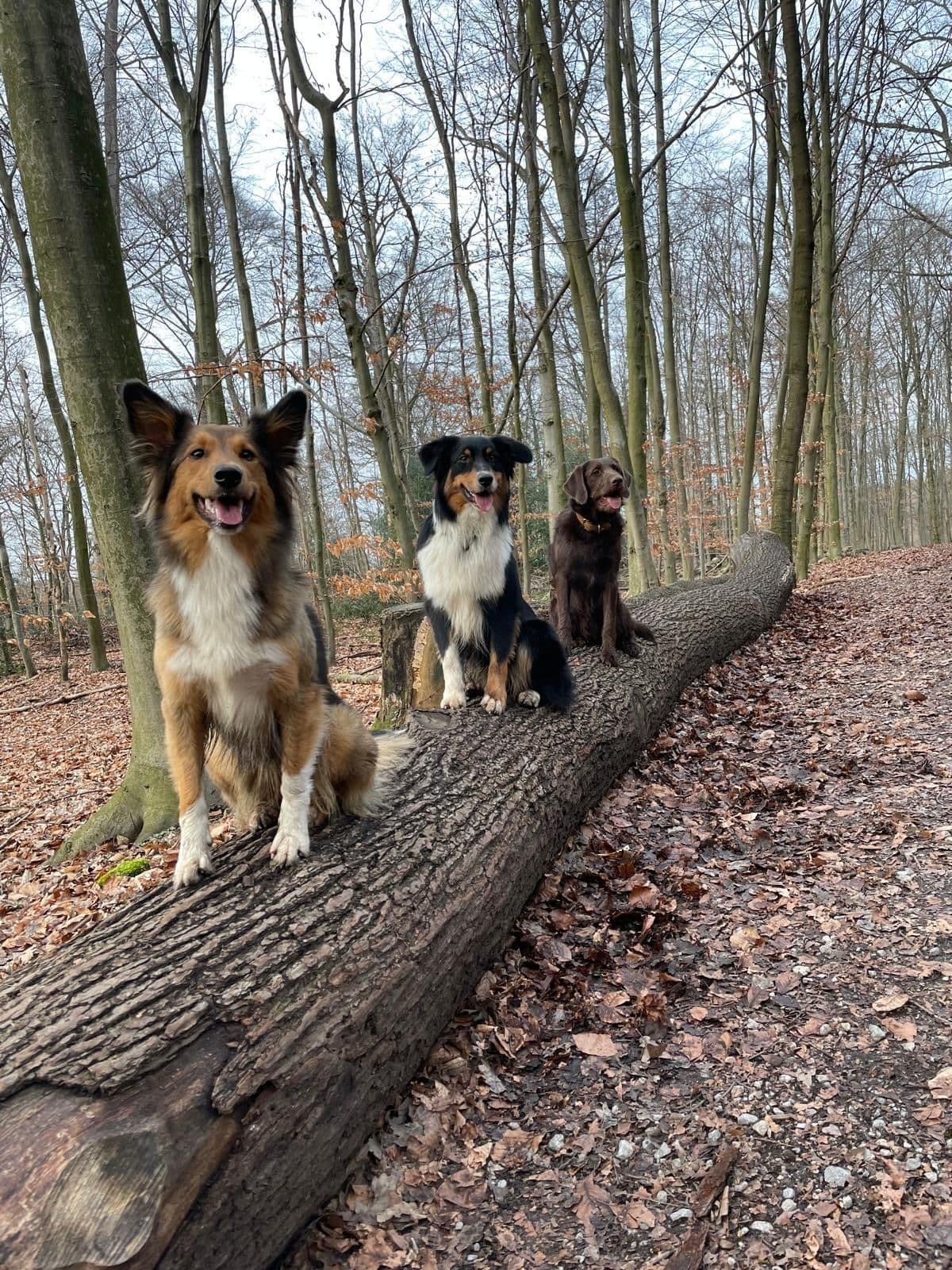 Mehrere Hunde sitzen geduldig auf einem Baumstamm im Wald