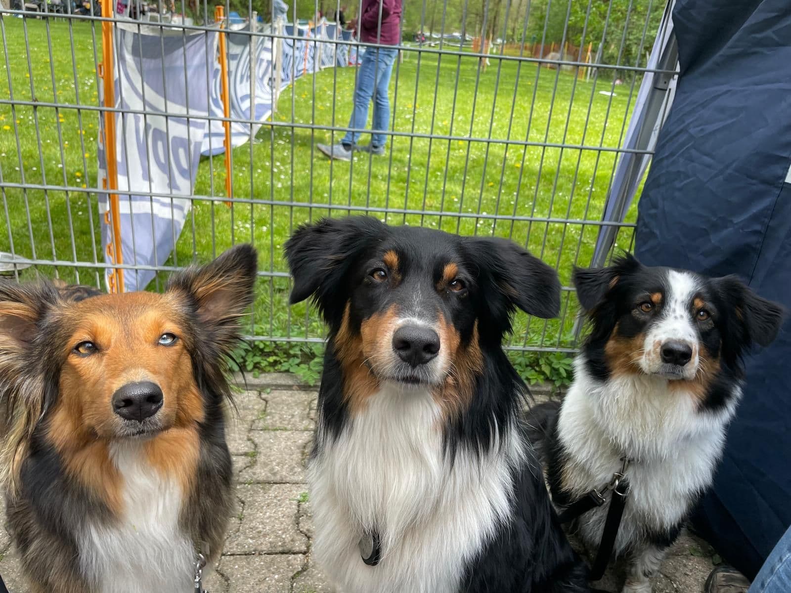 Drei Hütehunde blicken aufmerksam in die Kamera