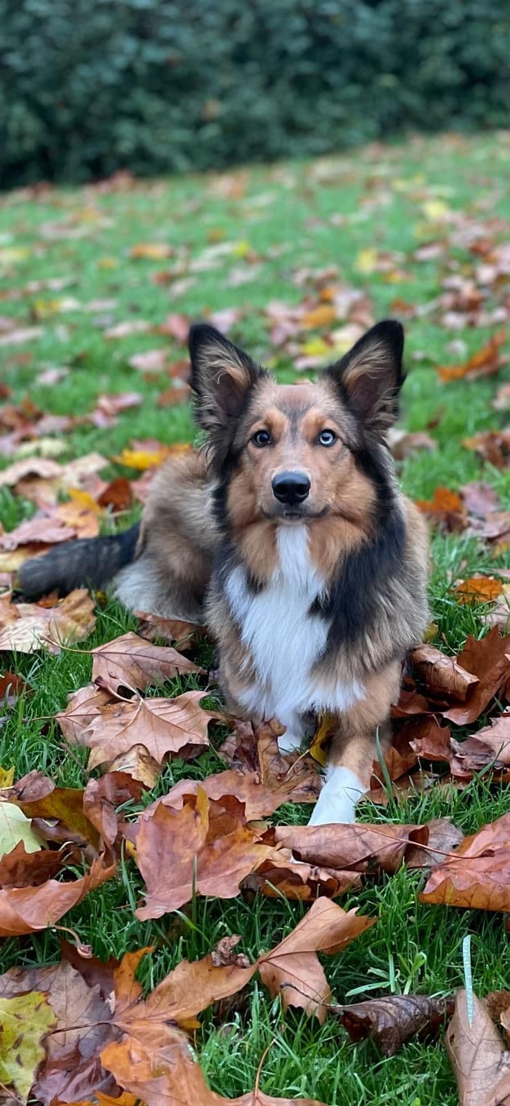 Holly liegt entspannt im bunten Herbstlaub