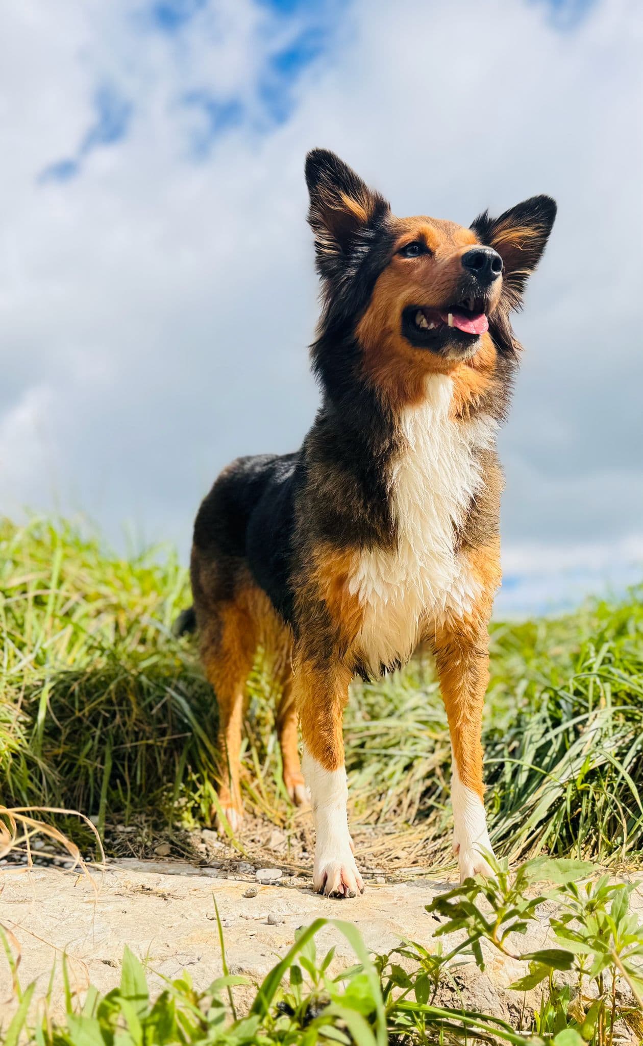 Holly steht aufmerksam in der Natur – bereit für Nasenarbeit